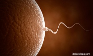 infertilitate-barbat-sperma